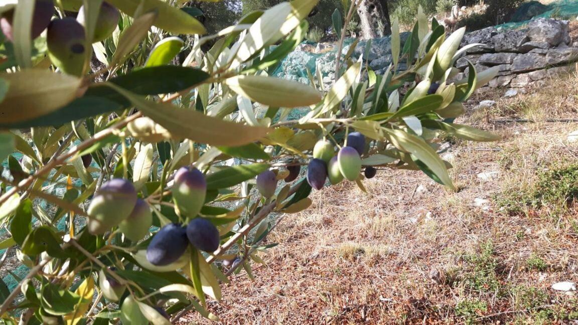 Villa The Olive Grove House à Kassiopi Extérieur photo